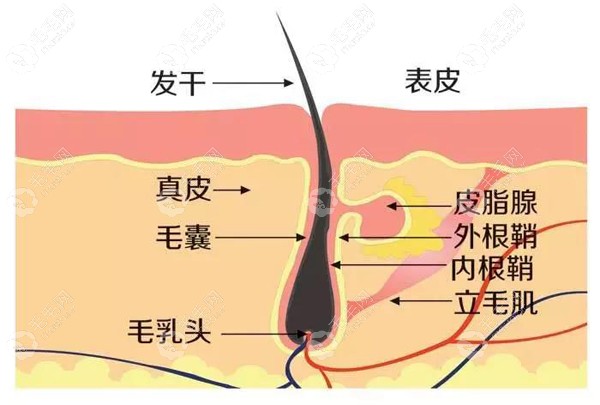 后枕部毛囊的生长结构图