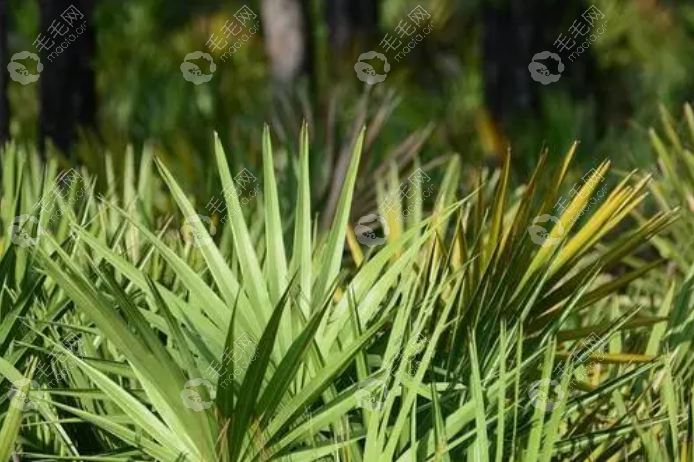 棕榈树对头发的作用是什么呢?