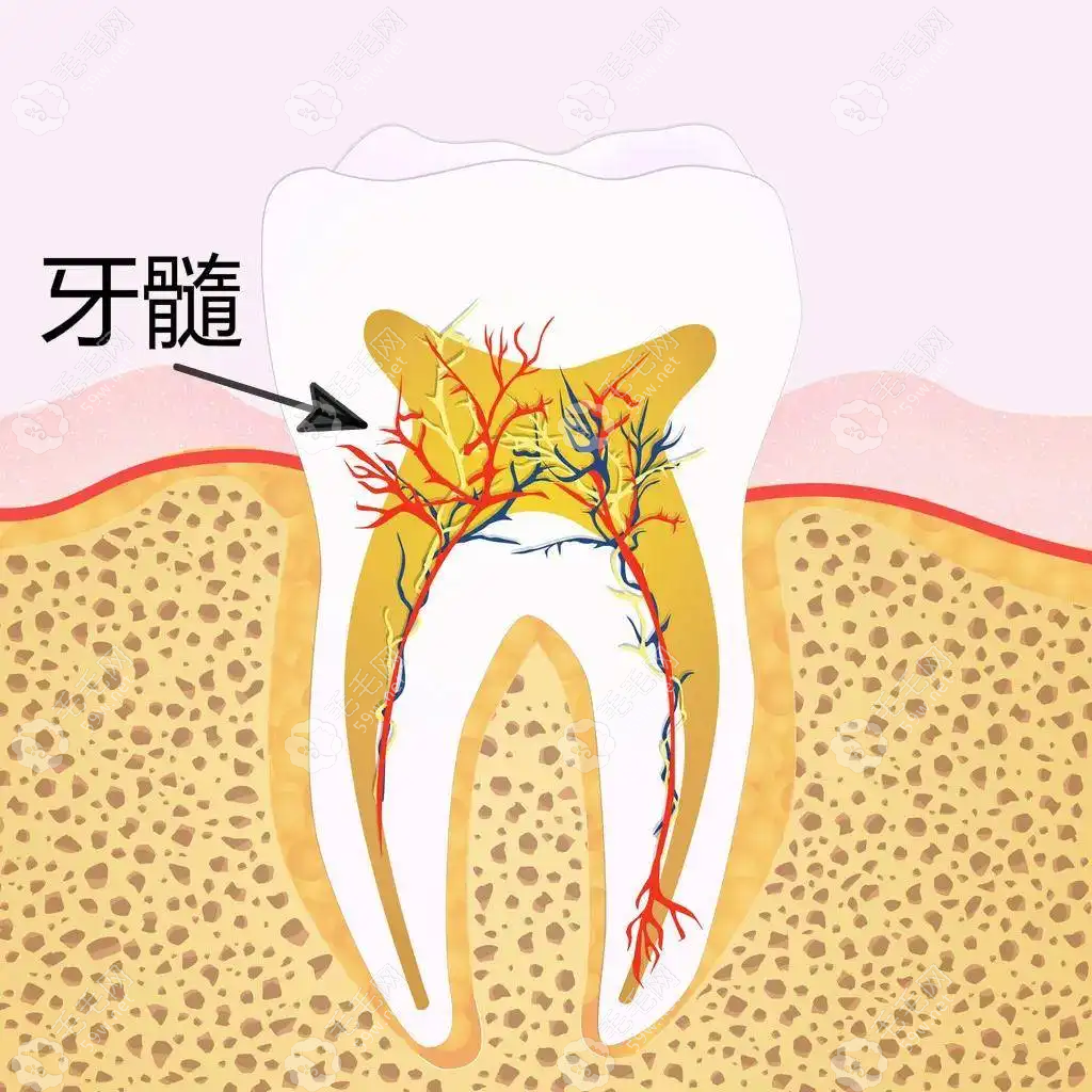 牙髓结构示意图