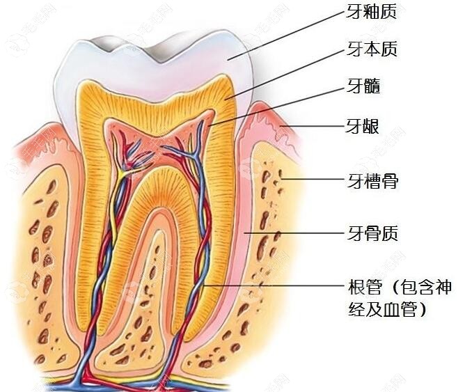 天然牙的结构示意图